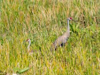 A929764c  Sandhill Crane (Antigone canadensis) pair at nest